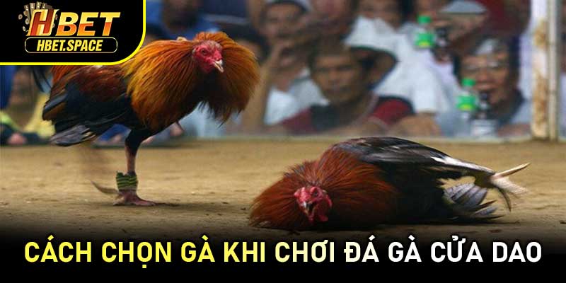 Cách Chọn Gà Khi Chơi Đá Gà Cửa Dao