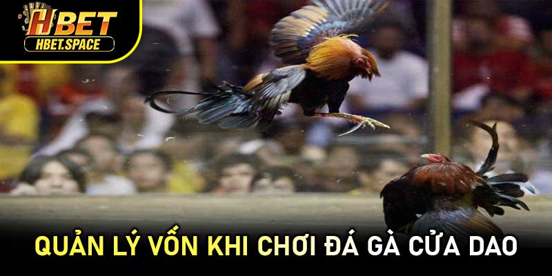 Quản Lý Vốn Khi Chơi Đá Gà Cửa Dao