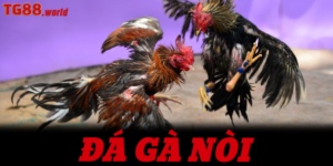 Đá gà nòi - Những trận đấu kịch tính, đỉnh cao tại tg88